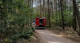 Silny podmuch czy zły stan drzewa? W Guźni drzewo ru…