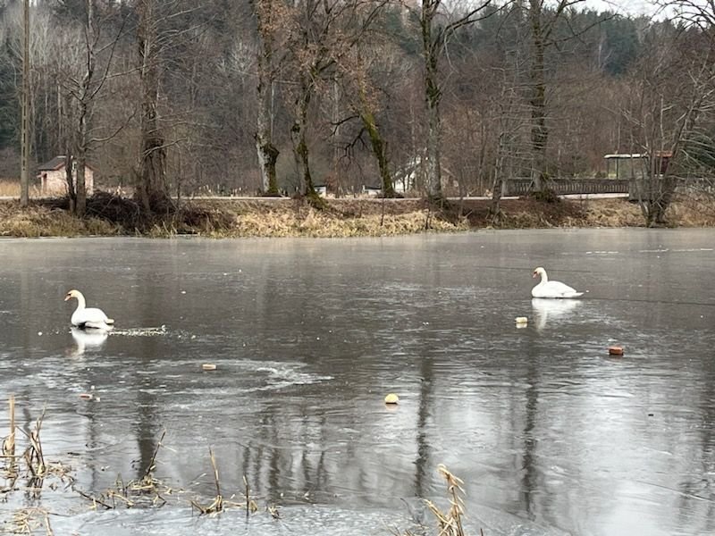 Łabędzie przymarzły do lodu. Strażacy ochotnicy ruszyli z pomocą