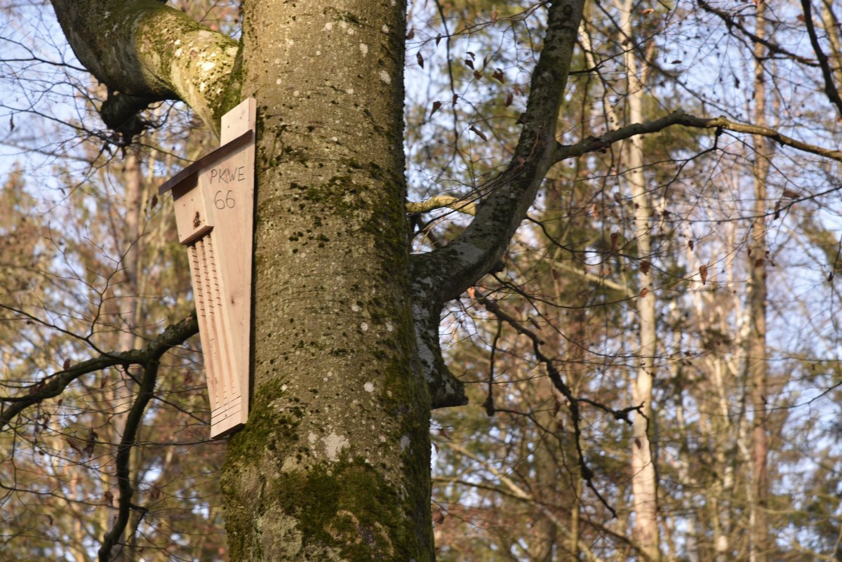 Nowe domy dla mopków zachodnich zamieszkujących Wysoczyznę Elbląską