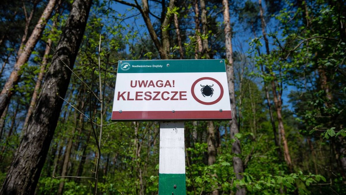 Kleszcza najłatwiej spotkać w wilgotnych lasach liściastych i mieszanych. W jaki sposób się chronić?