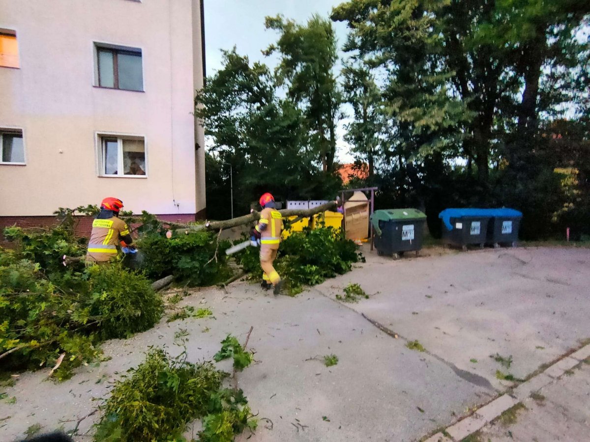 Silny wiatr w Braniewie i powiecie powalił drzewa. Interweniowali strażacy