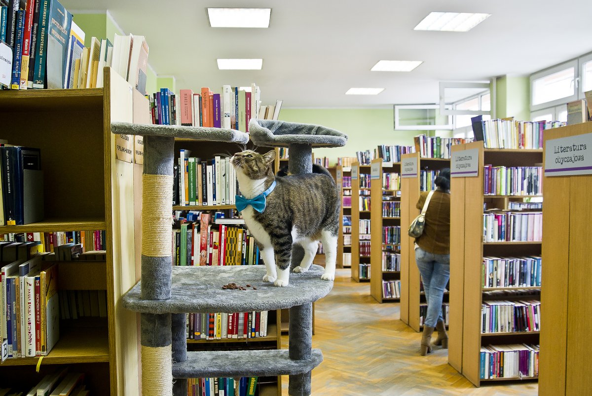 Co się stało z Pimpkiem – kotem, który mieszkał w bibliotece przy ul. Słonecznej?