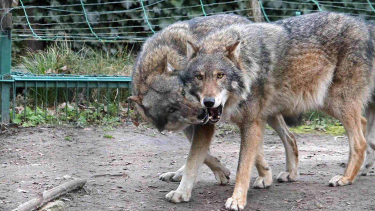 Warmińsko-mazurskie: Spotkania dla mieszkańców na temat wilków