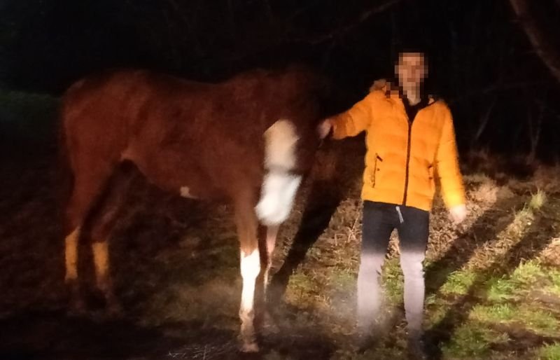 19-latek ukradł klacz i chciał ją wprowadzić do mieszkania w bloku