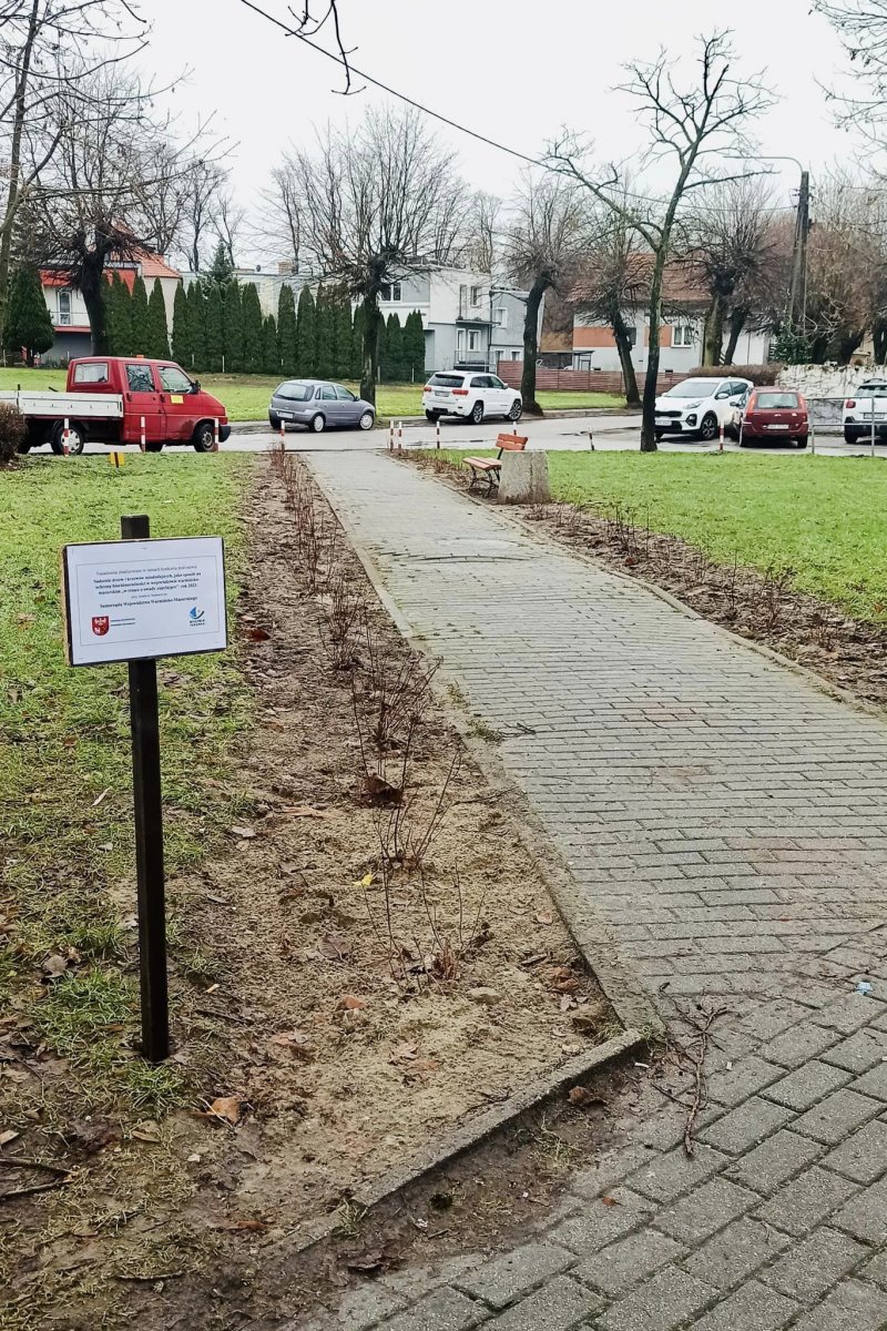 Kolejne miododajne rośliny w Braniewie