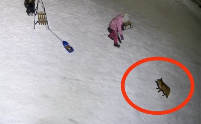 W Elblągu grasują lisy. Coraz więcej zgłoszeń od mieszkańców. Jak zareagować, gdy spotkamy lisa?