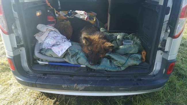 Schronisko dla Bezdomnych Zwierząt w Elblągu zbiera na naprawę auta, które pomaga