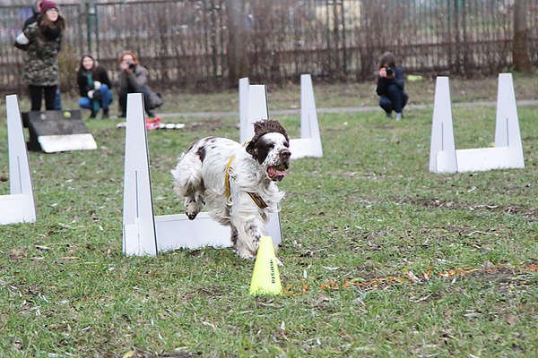 Psi Park w Braniewie coraz bliżej. Wyłoniono wykonawcę inwestycji
