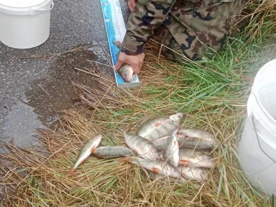 Afera w elbląskim kole wędkarskim. Zorganizowano zawody na tzw. martwej rybie. Wędkarzom grożą surowe konsekwencje