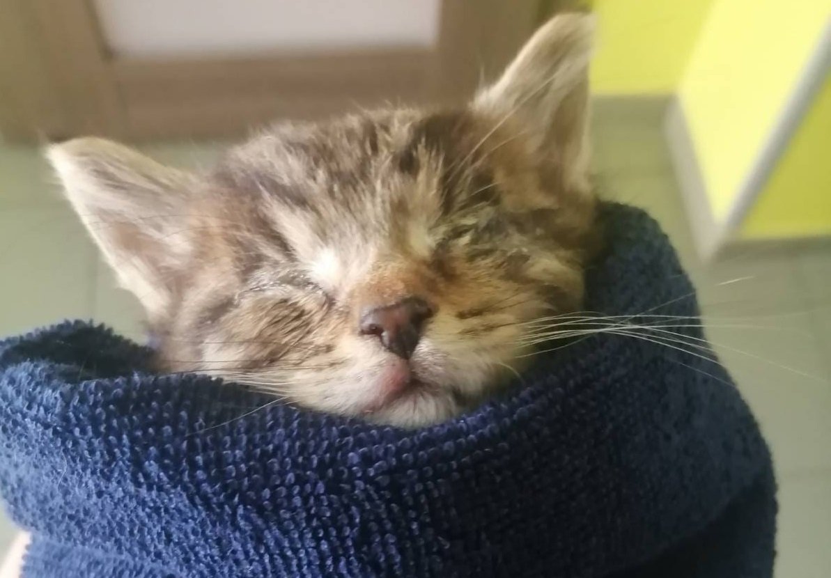 TOZ w Elblągu: Kocie sieroty potrzebują pomocy. Zastępcza mama poszukiwana