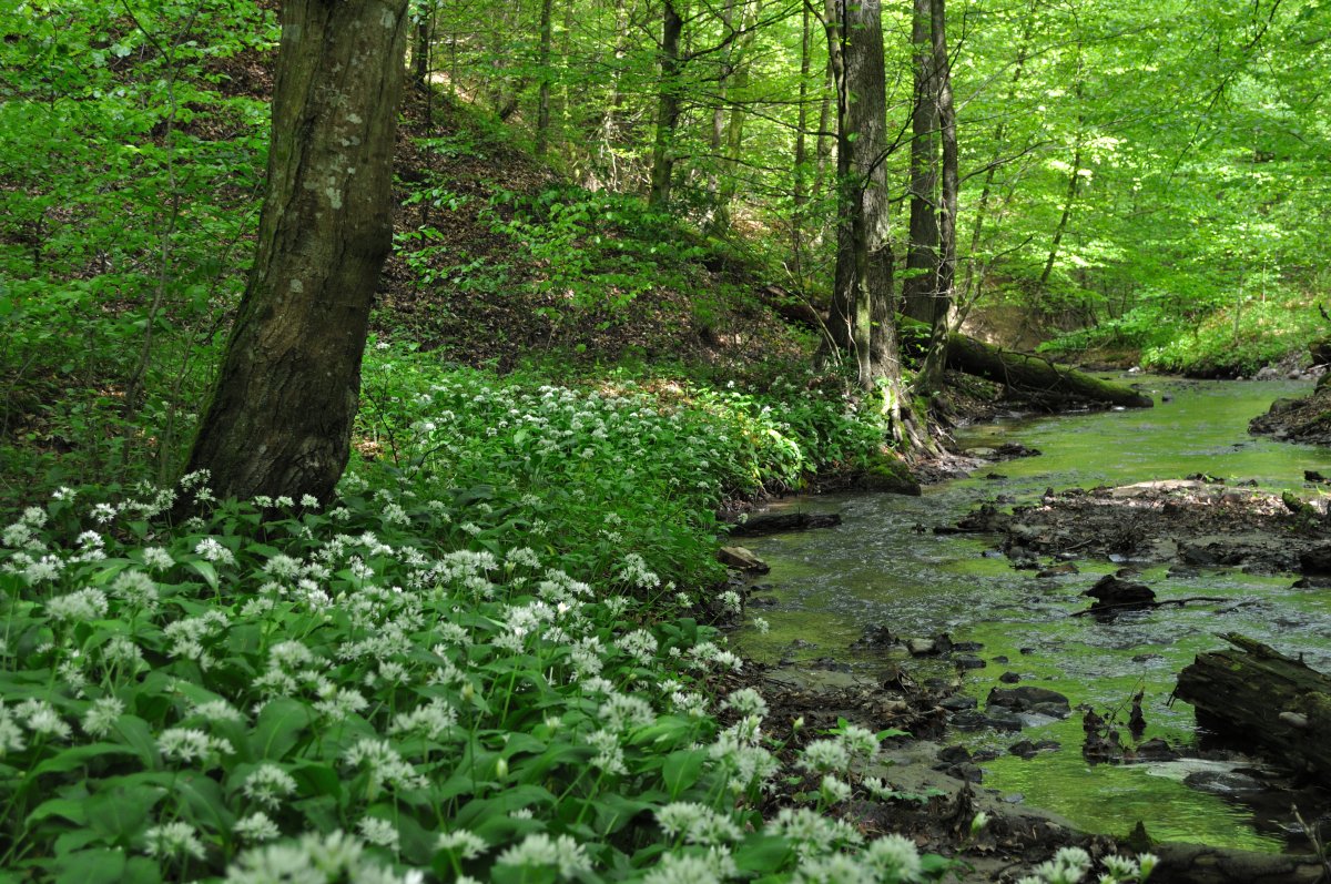 Wysoczyzna Elbląska od A do Z: N jak Natura 2000