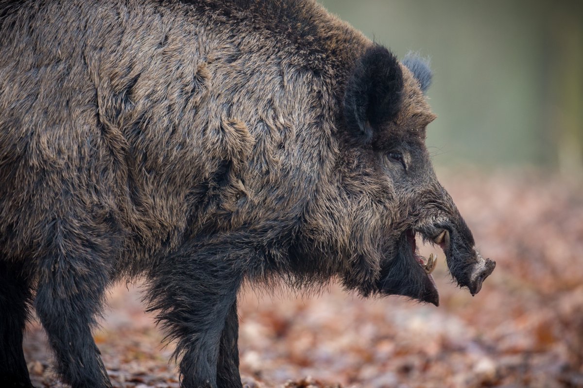 Powiatowy Lekarz Weterynarii w Braniewie informuje o wystąpieniu osiemnastego ogniska afrykańskiego pomoru świń u dzików w powiecie braniewskim