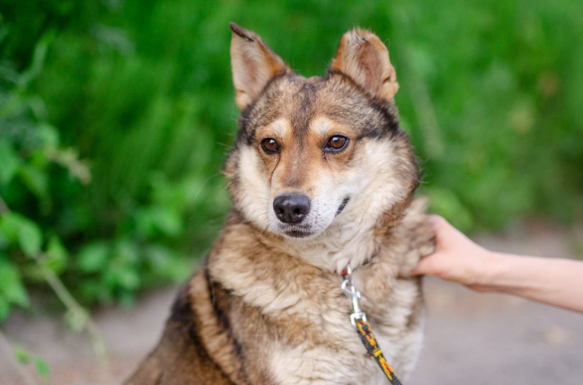 Psy i koty z Pasłęka polecają się do adopcji [ZDJĘCIA]