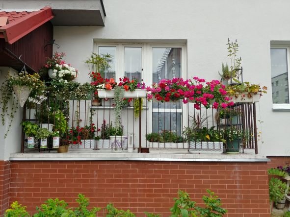 Elbląg: Konkurs na najpiękniejszy balkon