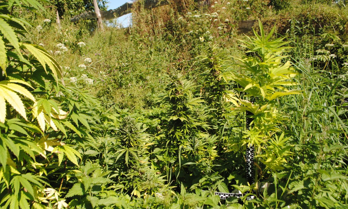 Powiat braniewski: Funkcjonariusze CBŚP ujawnili plantację konopi indyjskich