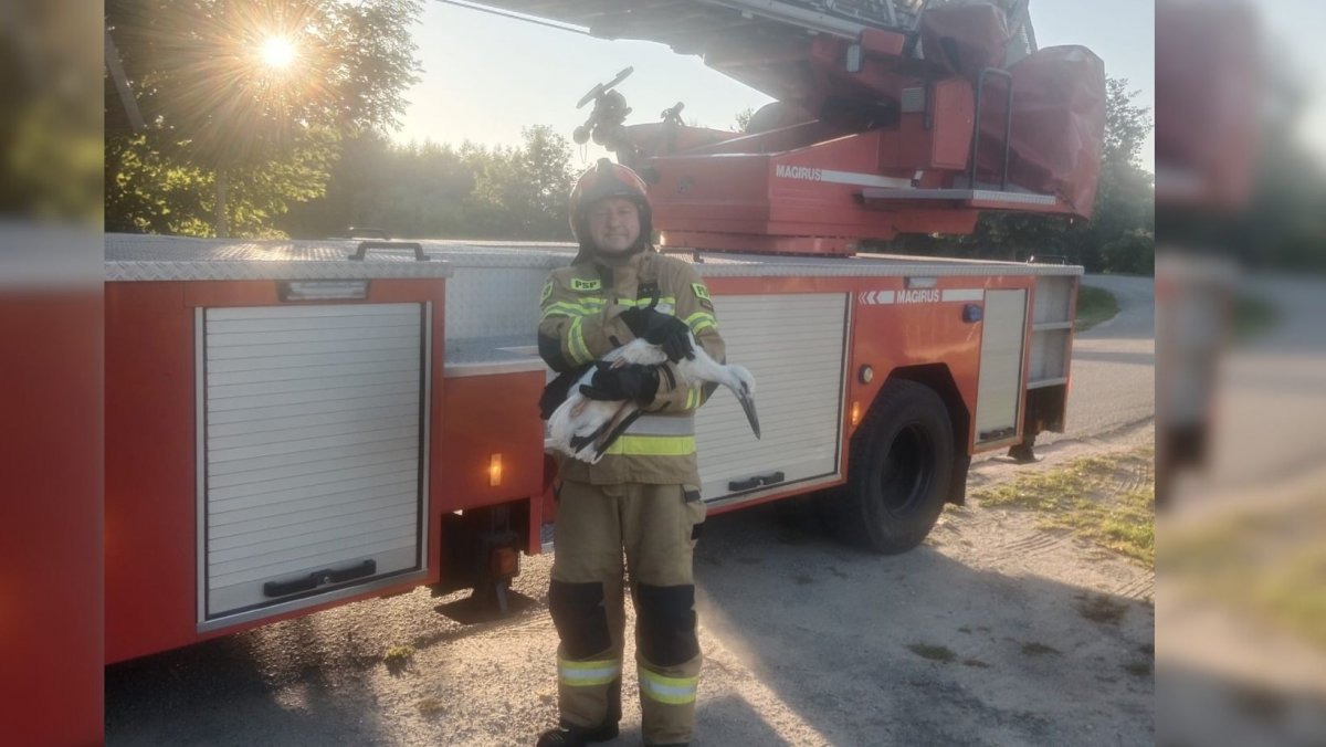 Młody bocian wypadł z gniazda. Na szczęście mógł liczyć na pomoc strażaków