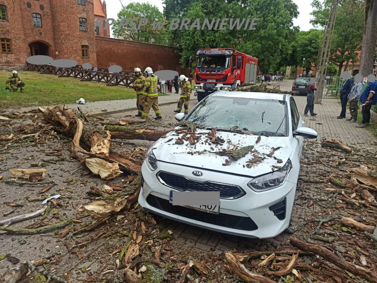 Frombork: Konar spadł na samochód
