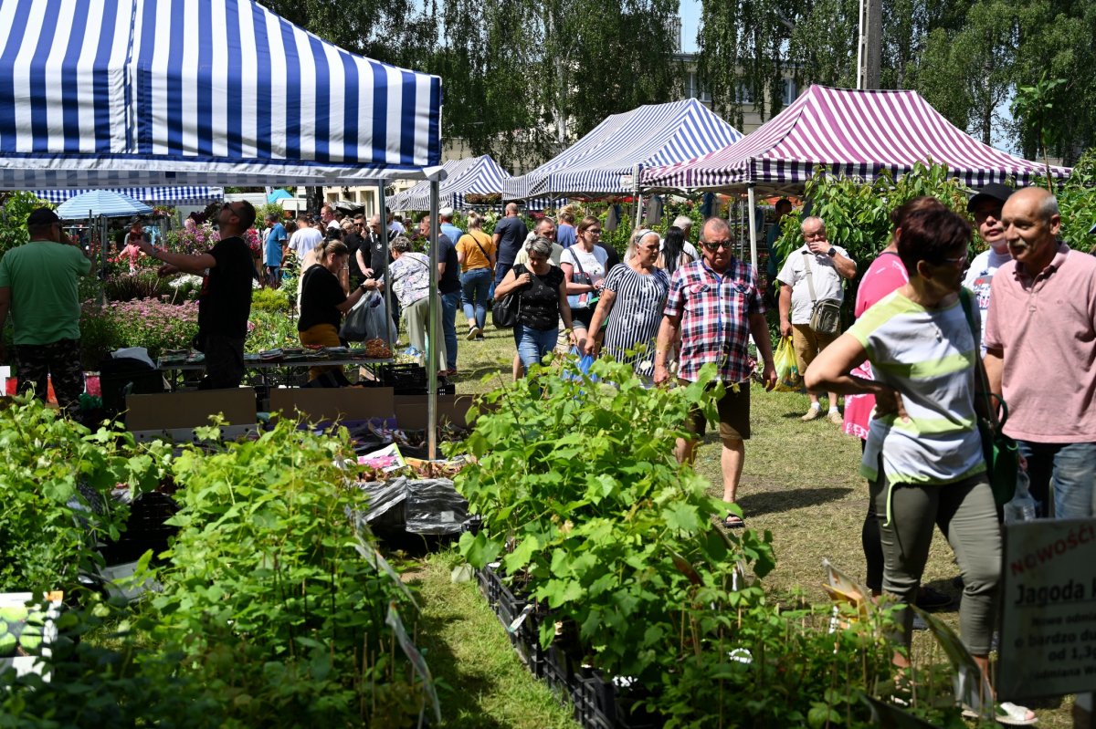 28. Żuławskie Targi Rolne. Stare Pole zaprasza w weekend 17-18 czerwca [PROGRAM]