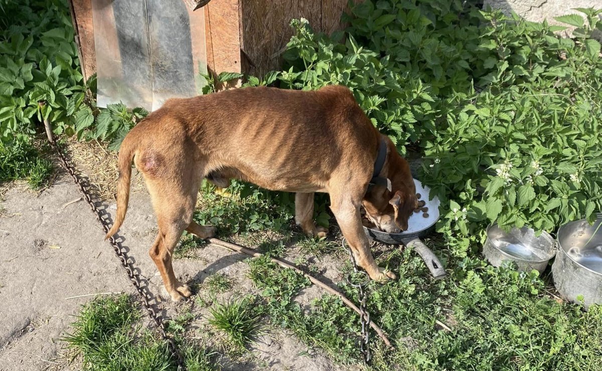 Są wyniki psa, który umarł mimo interwencji OTOZ Animals Braniewo. Z posesji zabrano kolejne zwierzę w złym stanie [ZDJĘCIA]