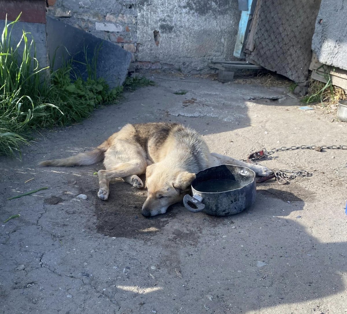 Ten pies właściwie nie miał krwi. Wstrząsająca interwencja Inspektoratu OTOZ Animals Braniewo [VIDEO]