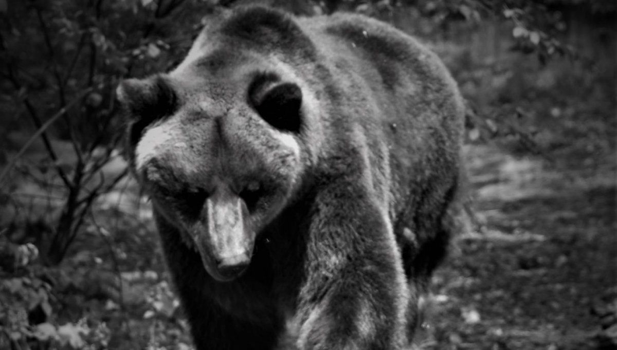 Nie żyje Pietka. Niedźwiedź, który do ZOO w Poznaniu trafił z Braniewa