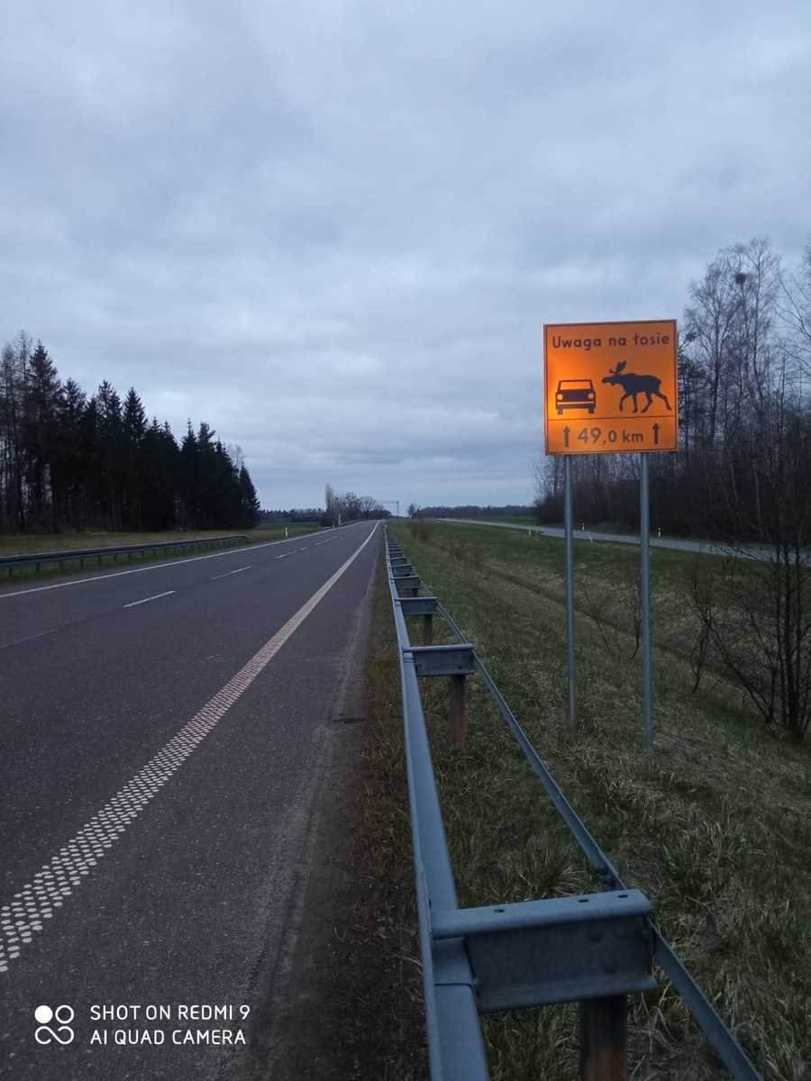 Kolizje z sarną, dzikiem i jenotem, czyli podsumowanie weekendu na drogach powiatu
