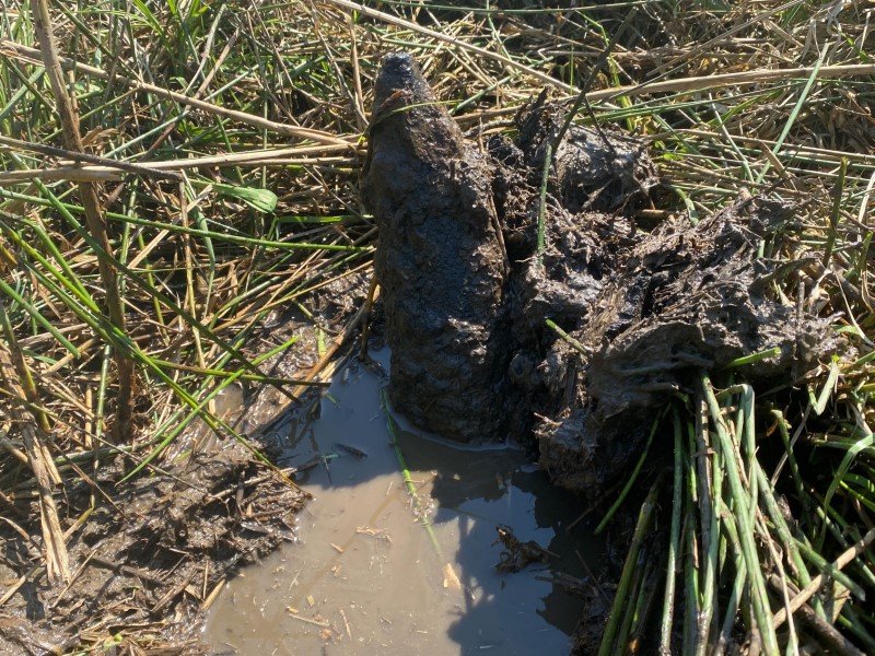Funkcjonariusze Placówki Straży Granicznej w Braniewie w trakcie kontroli pasa drogi granicznej ujawnili pocisk artyleryjski