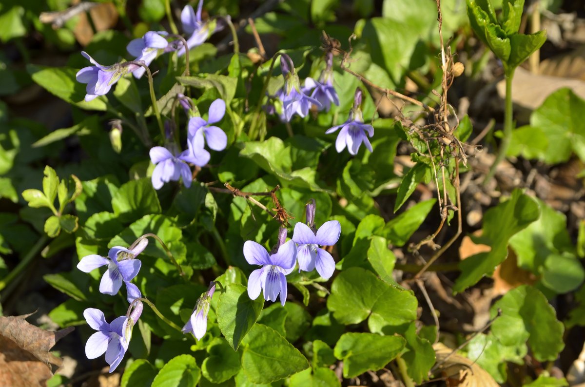 Wysoczyzna Elbląska od A do Z: F jak flora wiosenna
