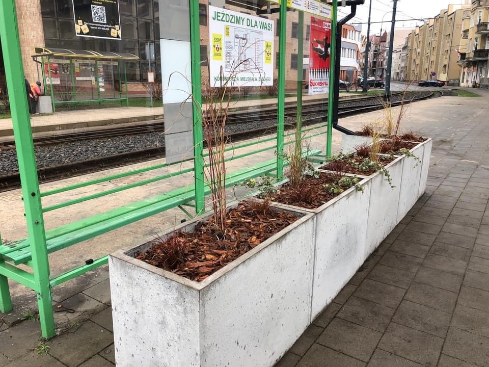 Elbląg: Zielone przystanki rosną na naszych oczach