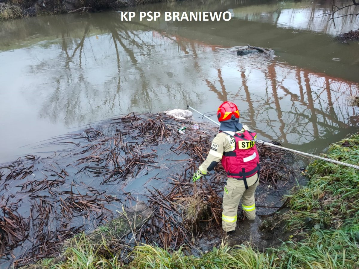 Braniewo: Martwe łabędzie w rzece Pasłęce