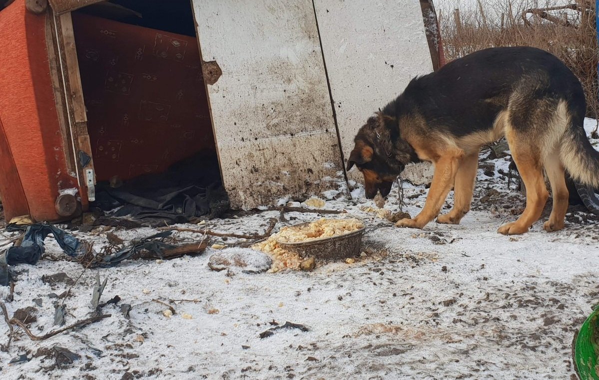 Lekarz weterynarii: Otwórzmy zwierzętom garaże, piwnice, miejsca, w których przetrwają mroźną noc
