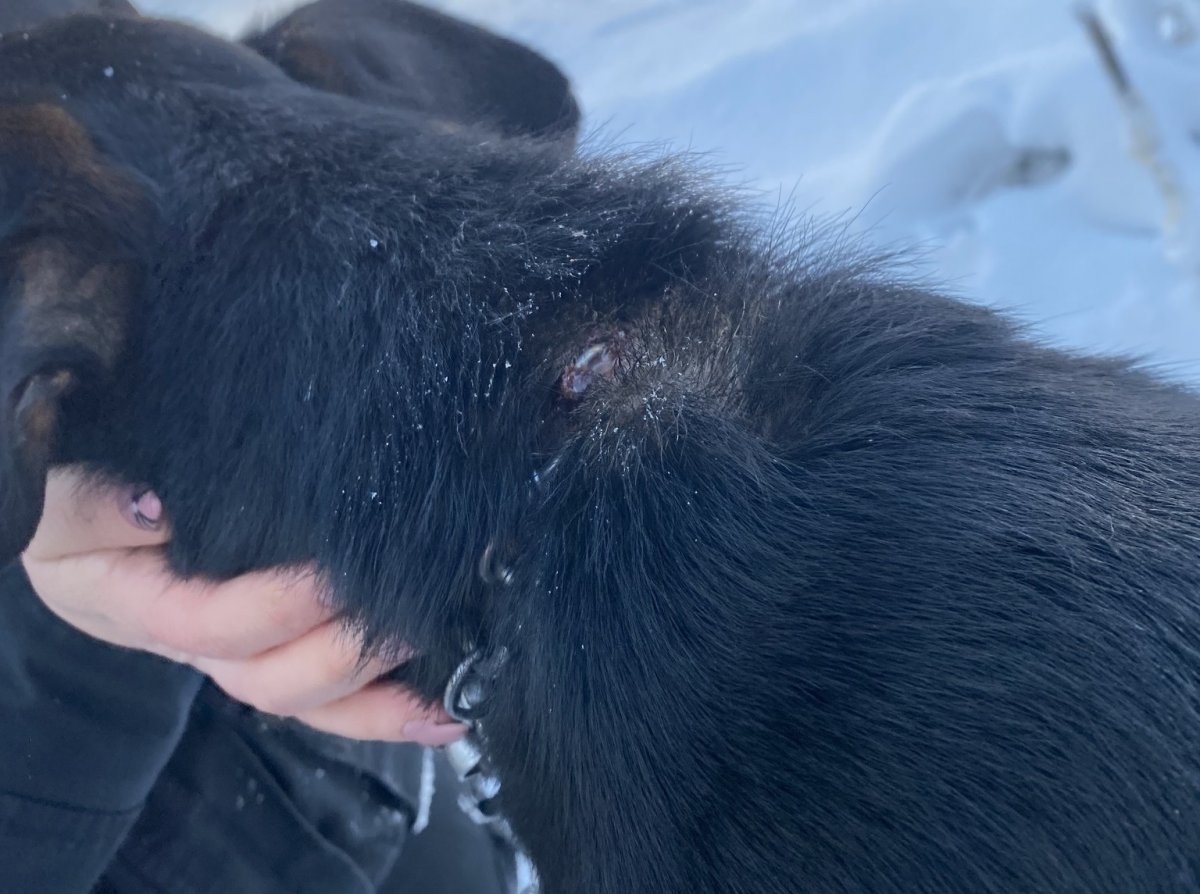 Interwencja OTOZ Animals Braniewo. Pies na łańcuchu, który wrzynał mu się w skórę [ZDJĘCIA]
