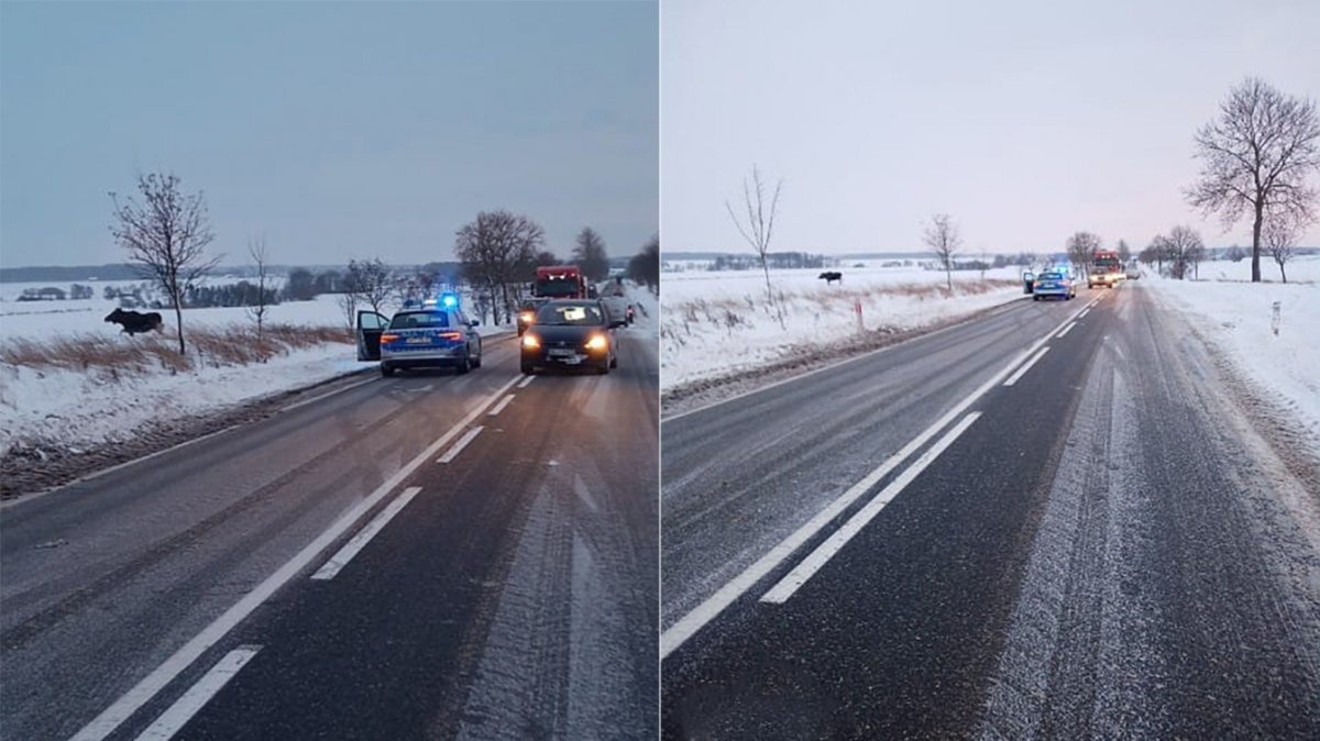 Łosie wędrują po drogach w poszukiwaniu soli. Zderzenie radiowozu służby celno-skarbowej z łosiem. Uważajmy na drogach [VIDEO]