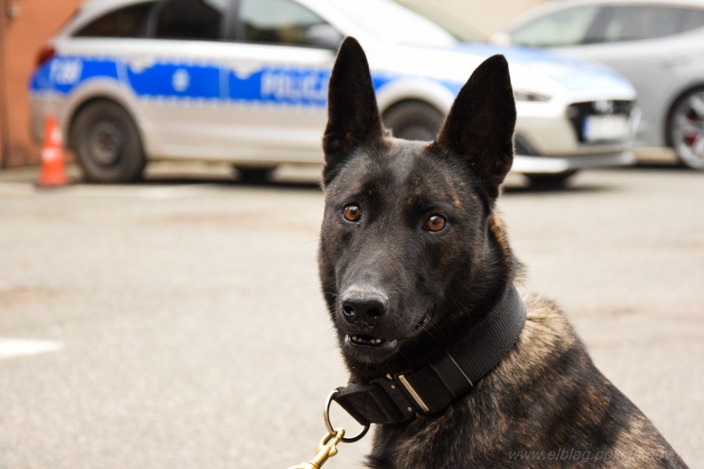 Nowy pies w elbląskiej policji. Rika będzie wykrywać materiały wybuchowe [ZDJĘCIA]