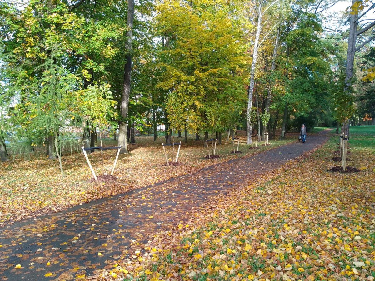 Pracownicy Zarządu Zieleni Miejskiej w Elblągu posadzili 160 drzew