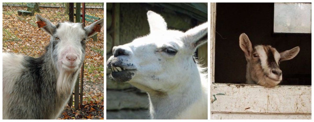 Co stało się ze zwierzętami z byłego zoo w Braniewie? Wyrok zapadł, zwierząt nie ma
