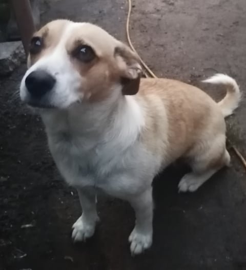Zabił psa za 50 zł. OTOZ Animals chce, by trafił do więzienia