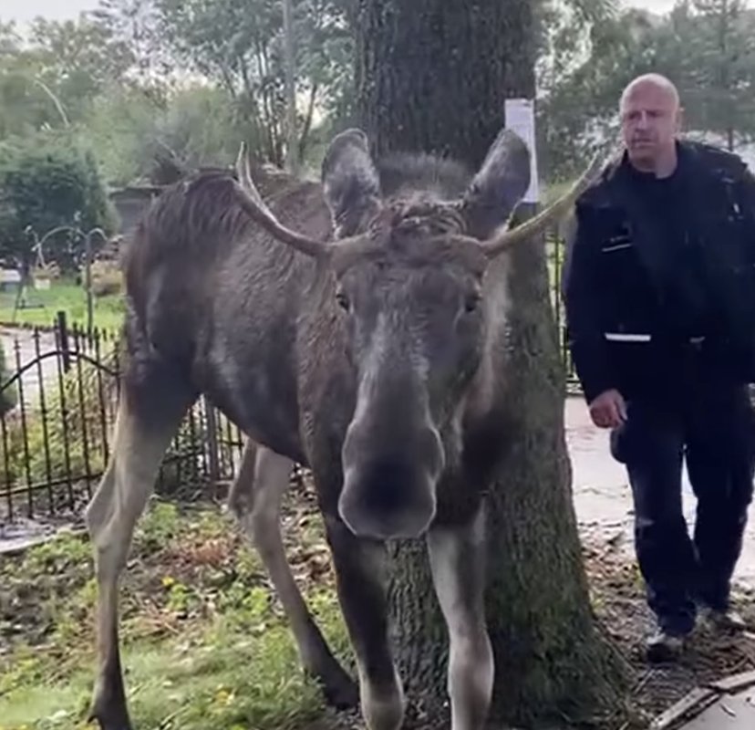 Nowy Dwór Gdański: Młody łoś błąkał się po okolicy. Zaglądał do samochodów i wchodził na posesje. Bez chwili wahania zaufał policjantom [VIDEO]