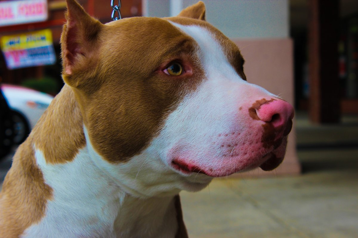 Mężczyzna zagryziony przez pitbulla. Pies został zastrzelony