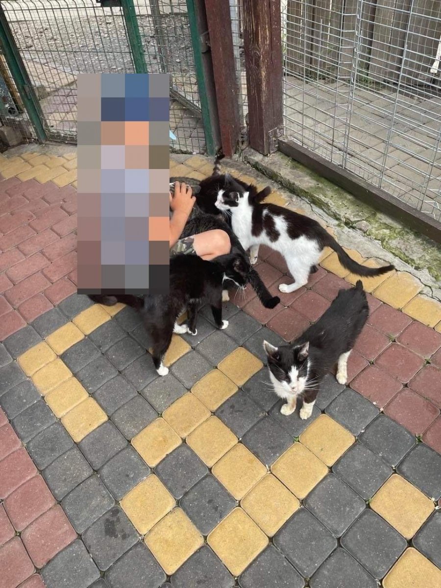 Dyrektorka Psiego Raju odpiera zarzuty: To nie było duszenie