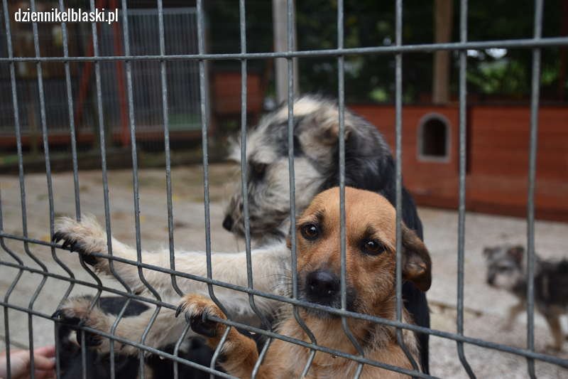 Elbląg: Remont psiarni w schronisku dla bezdomnych zwierząt za drogi