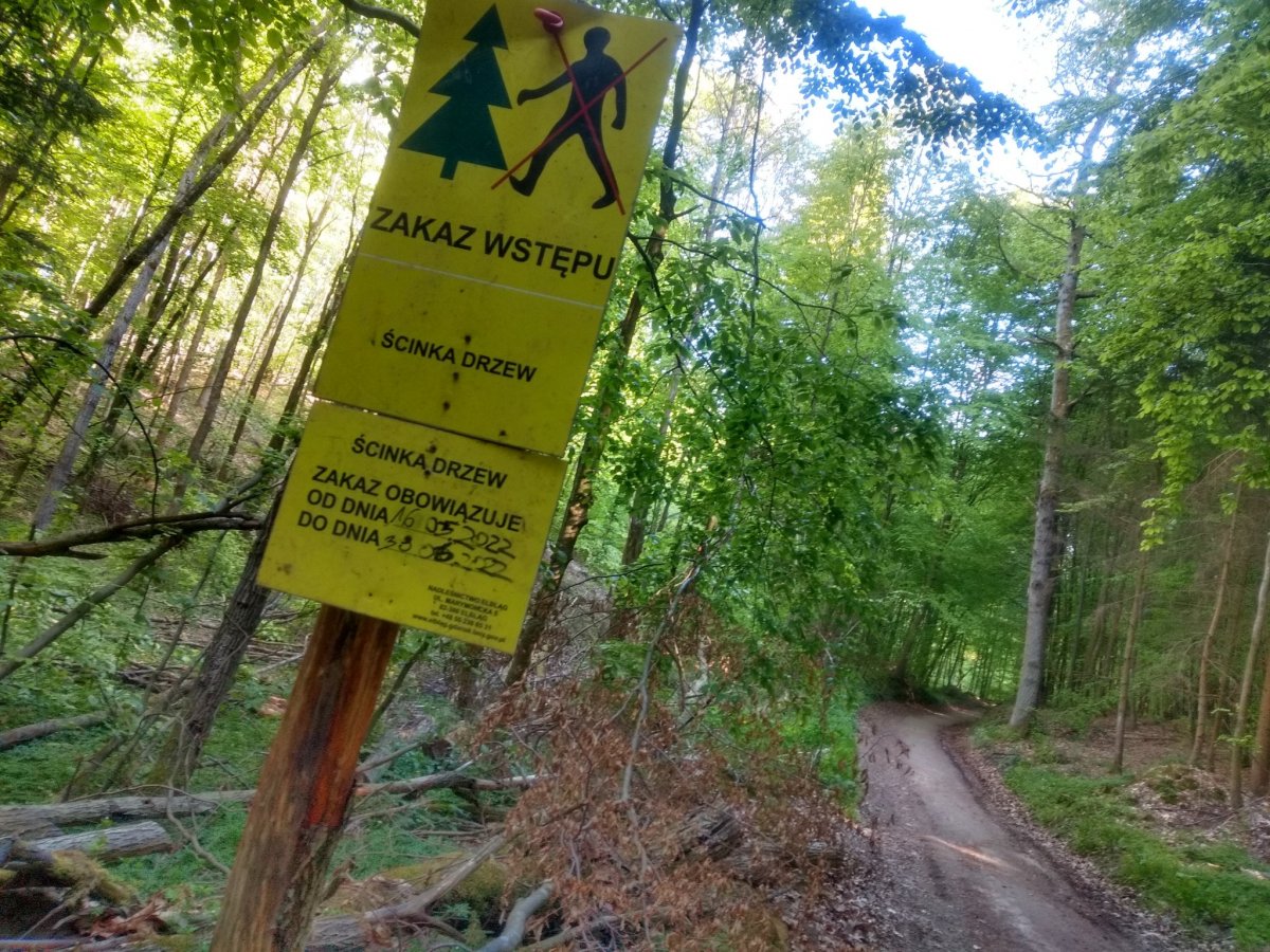 Elbląg: Wycinka drzew potrwa do końca czerwca. Czy w lesie jest bezpiecznie?