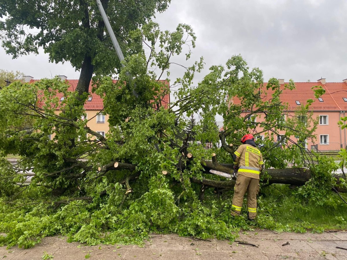 Elbląg: Silny wiatr! Powalone drzewa w mieście
