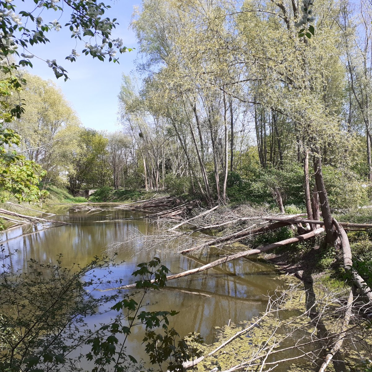 Elbląg: Bobry w mieście