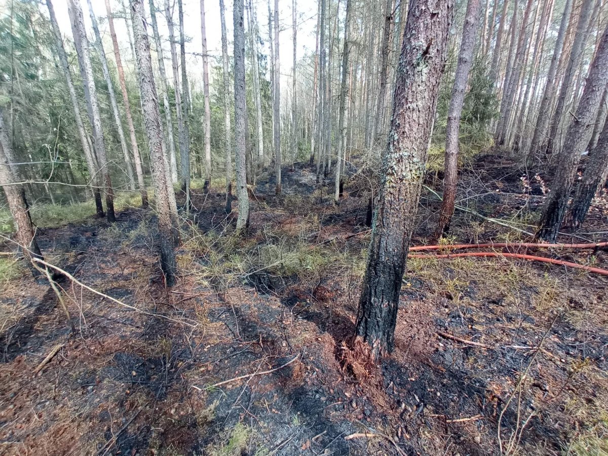 Liczne pożary w elbląskich lasach