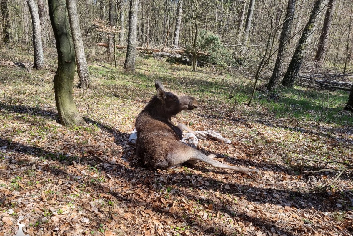 Łoś wędrownik z Elbląga jest już w lesie [VIDEO]