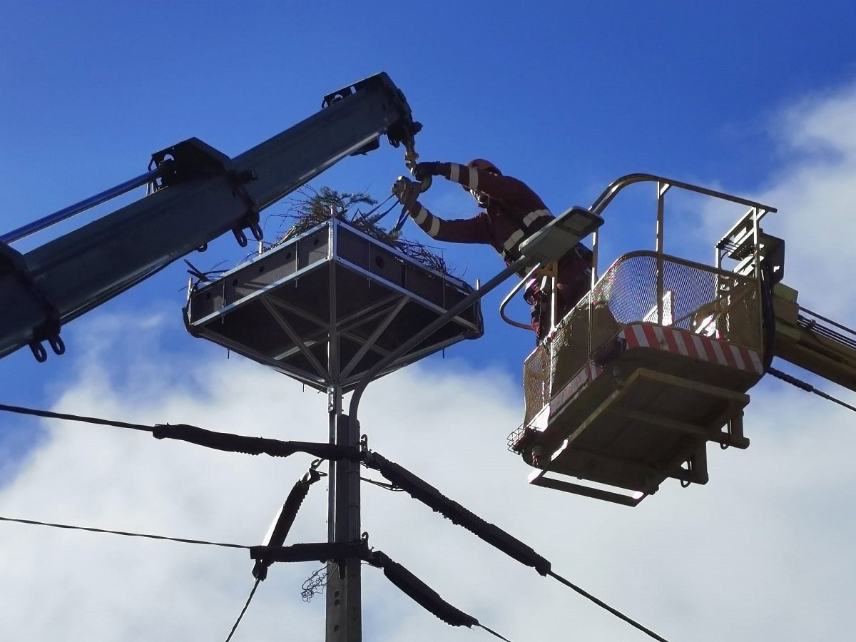 Prototypowa platforma dla ptaków w Milejewie pod Elblągiem [VIDEO]