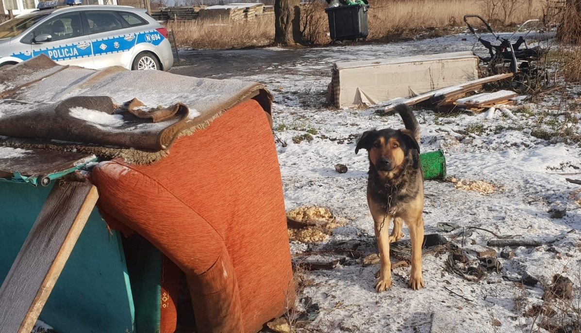 Psy pozostawione na mrozie zamarzają! Jak zapewnić im odpowiednie warunki?
