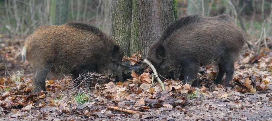Dziki z ASF w powiecie elbląskim i braniewskim