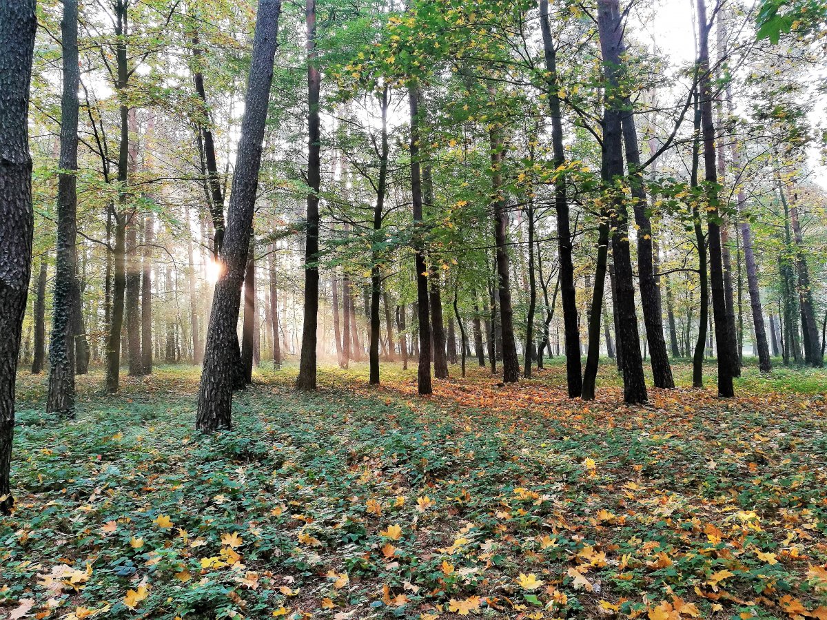 Prenumerata za zdjęcie: jesienny las